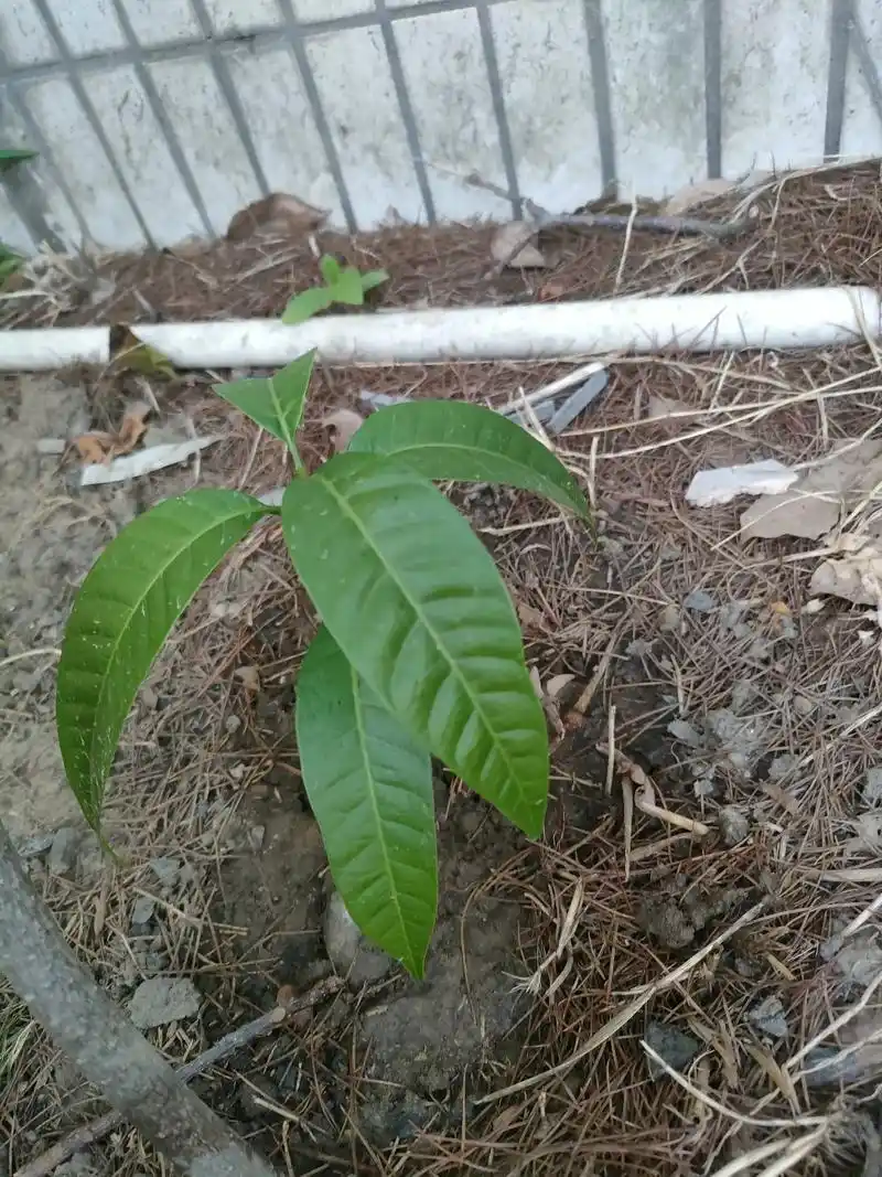 一样的芒果种子.一起下图,一个在屋里,一个在屋外.一个光长个 - 抖音