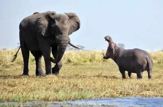 一群河马试图叫嚣落单的大象,大象的队伍到齐后吓得落荒而逃