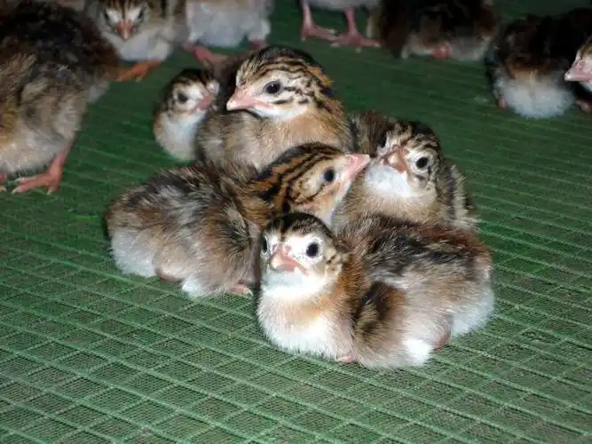 山东供应贵妃鸡苗贵妃鸡