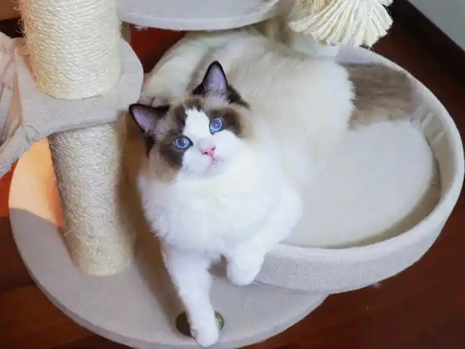 布偶猫传统系真的是越长越美