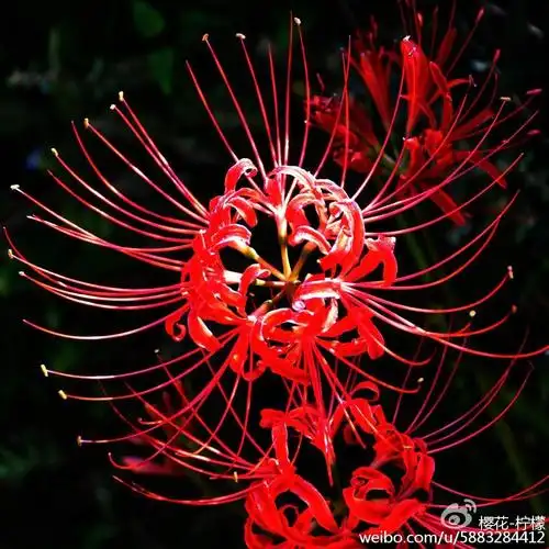 彼岸花:悲伤的回忆/相互思念