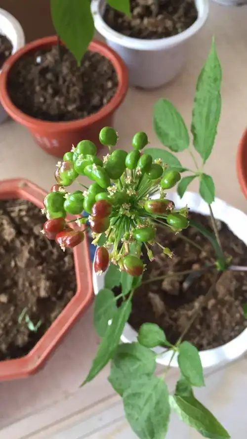 来我们一起玩转人参盆栽吧!喜欢栽人参盆景的进来看看吧!