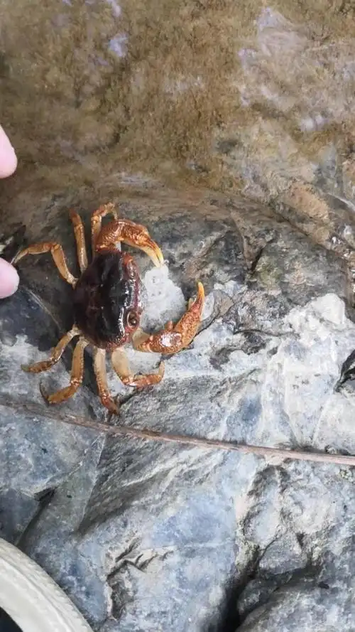 你长八只脚难道是为了更快得跑回来吗?