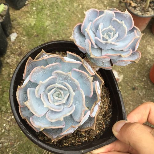 丽娜莲多肉植物老桩一物一拍多头群生大颗组合盆栽绿植花卉包邮防