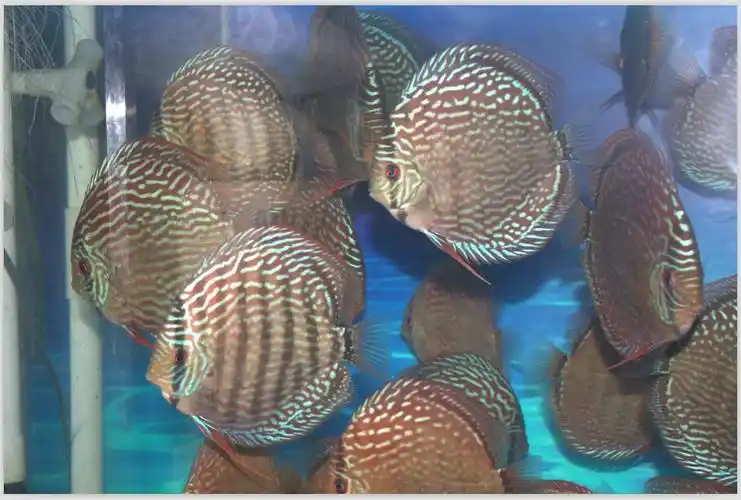 下半年种鱼梯队红松石七彩神仙鱼