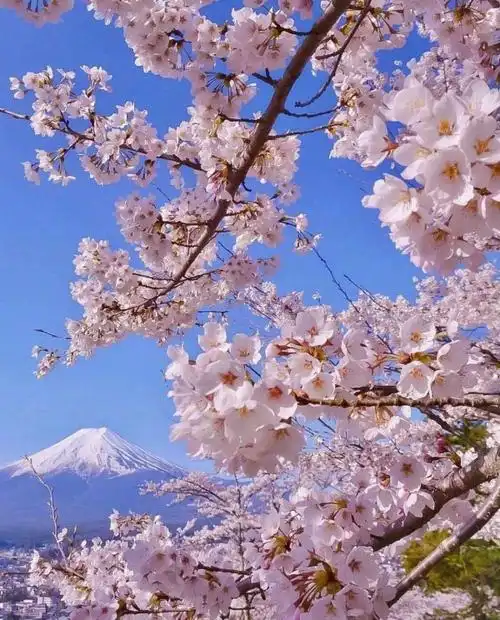 浪漫樱花图片最美樱花季