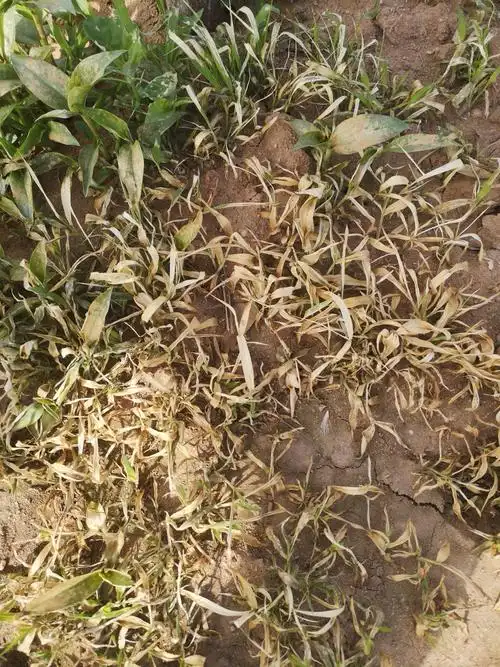 普通杂草来的特别快,已经死亡,不好打的鸭跖草也叶片枯黄,失去生机