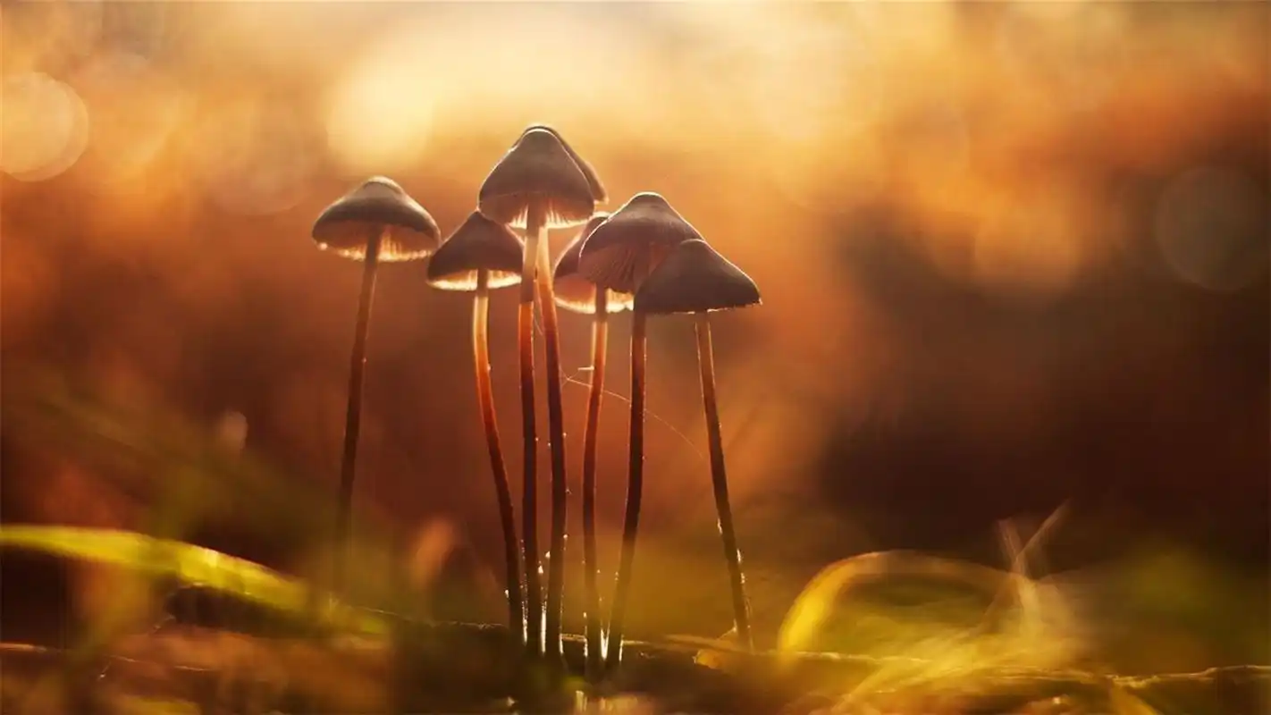 雨后清新唯美野生蘑菇高清壁纸图片