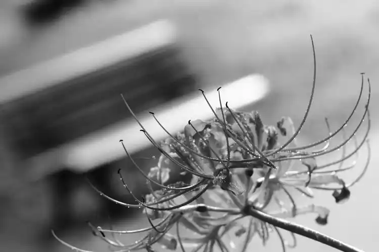 请收起眼泪,曼珠沙华指引你喝下忘情水. 2012-08-27