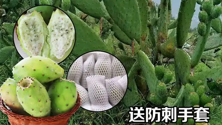 云南丽江新鲜野生水果 野生仙人掌果3.5斤