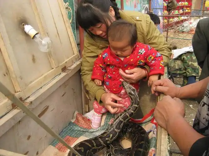 赶会啦赶会啦看看蛇吃小孩手啊