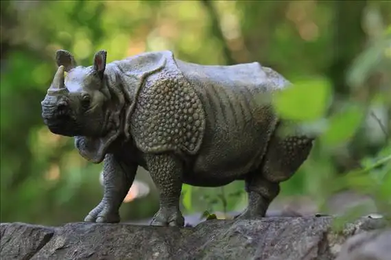 灭绝哺乳类大独角犀