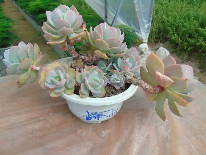 香香家稀有多肉植物花卉大颗白凤老桩一物拍头有杆棚超特价包邮