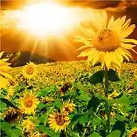 微信头像向日葵图片大全集【点击鼠标右键下载】