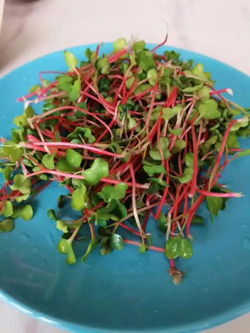 水培萝卜苗长势喜人