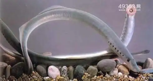 七腮鳗-水中吸血鬼,附在鱼身吸血啃肉