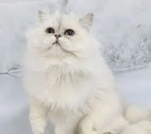 宠物波斯猫