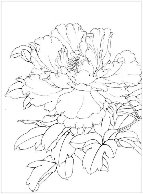 素材李晓明改编田世光牡丹十五品绘制步骤图美不胜收