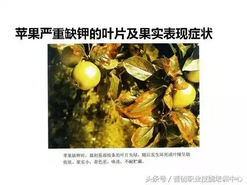 91张各种作物缺钾图