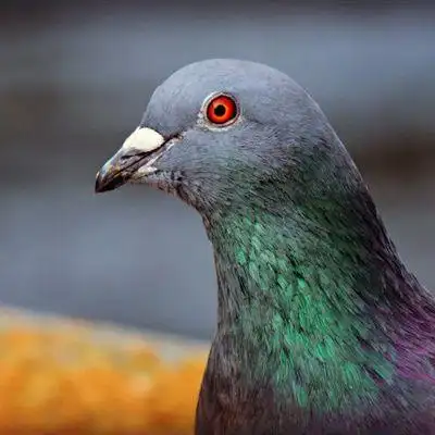 可爱鸽子头像_www.qqtu8.com