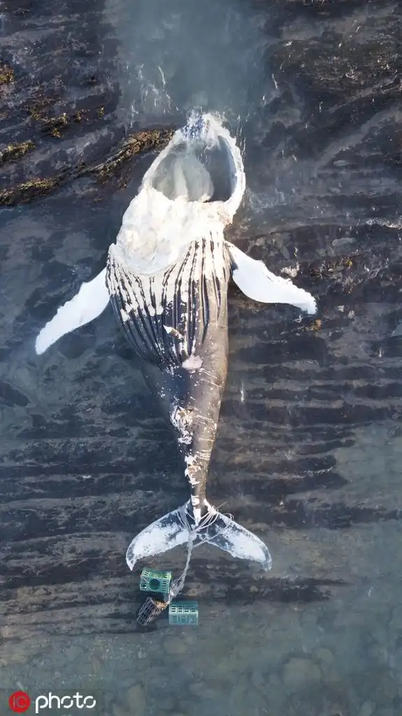 令人心碎!无人机拍到鲸鱼搁浅死亡 尾部缠绕绳子