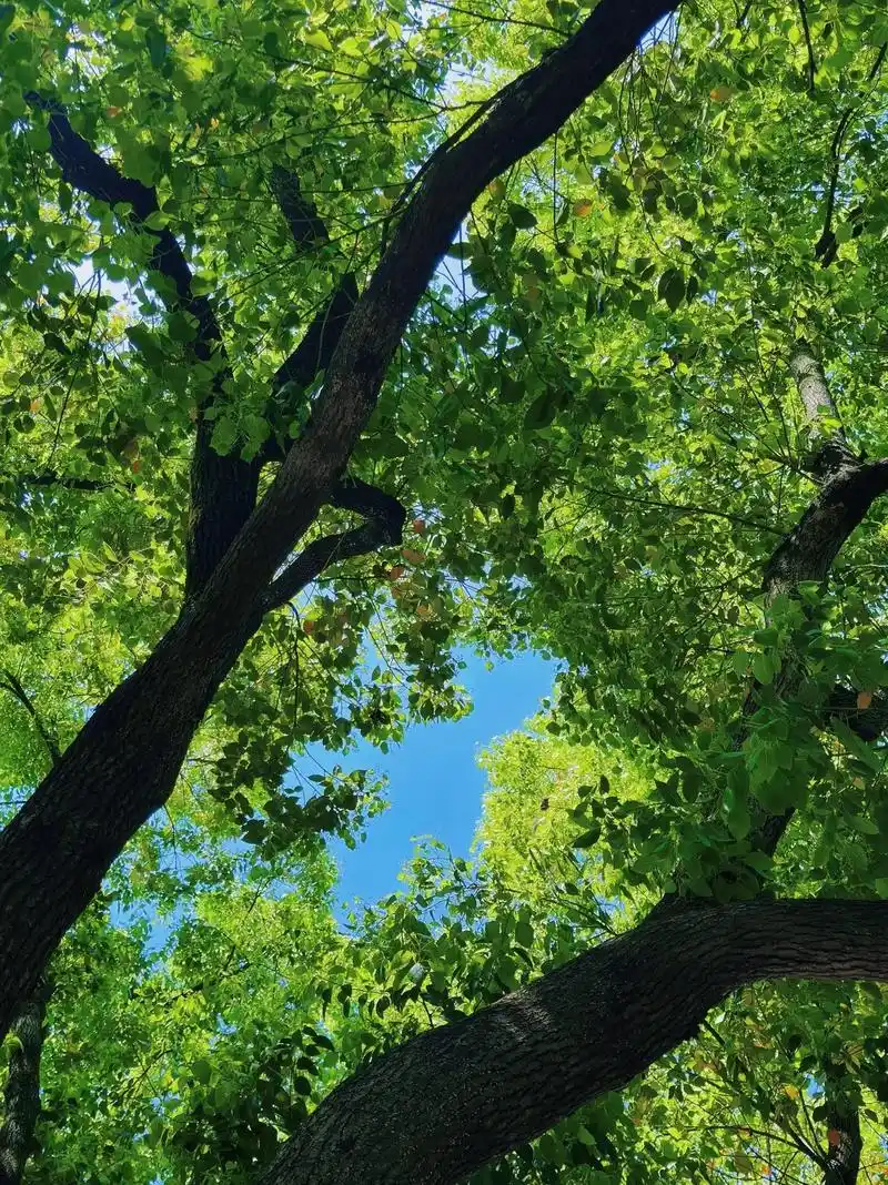 树 另一种海#树 #治愈系风景 #绿色 #枯木逢春 - 抖音