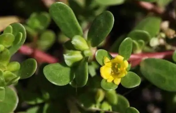 马齿苋能治疗白发吗马齿苋怎么治痔疮