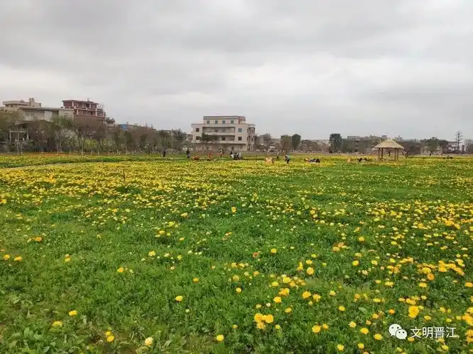 晋江新塘梧林这片花海,等你来!