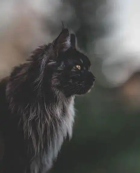 能从小帅到大的猫也只有缅因猫了有被帅到