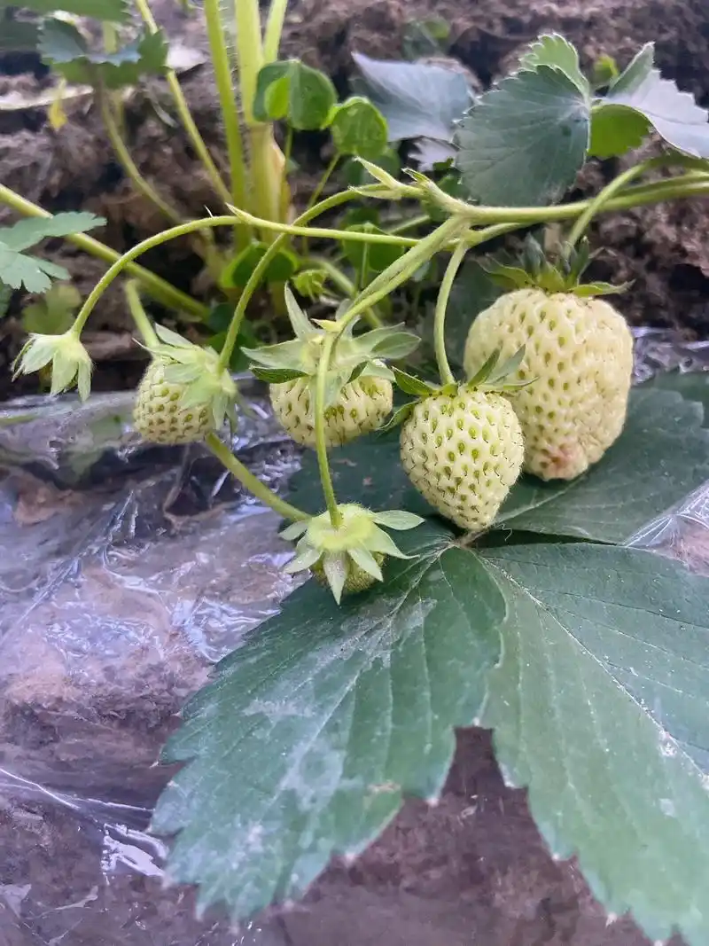 第一批开花结果的草莓还没吃呢,第二批又开花了 - 抖音
