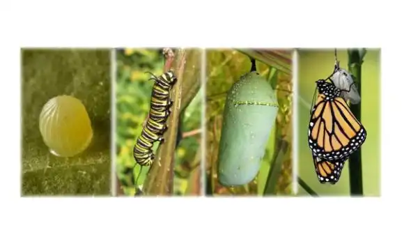 蝴蝶变成毛毛虫全过程