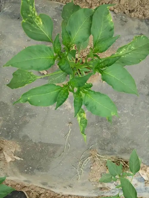 辣椒叶片有黄斑,是怎么回事?