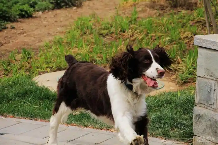 【欢乐萌宠第四季】奔跑的史宾格