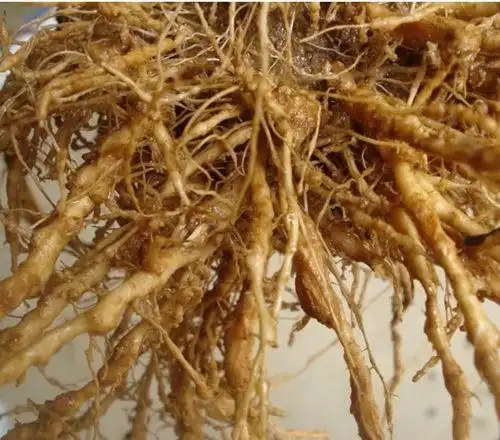 唐三镜酿酒设备之茄子根酒配方