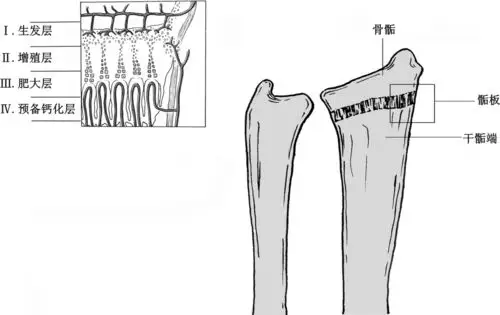 骨胶原的作用与功效骨胶原与人体骨骼的健康息息相关你知道吗