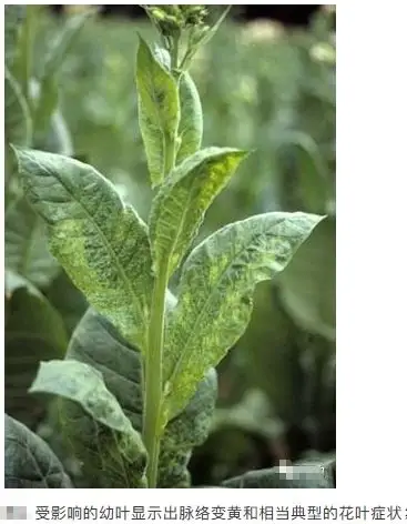认识烟草黄瓜花叶病毒病