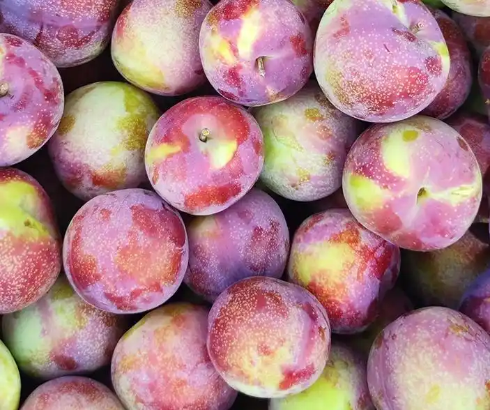 柰子和李子的区别是怎样的