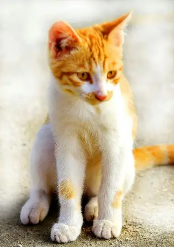 28日去张其寨恬园玩,吃晚饭时有一只小猫来到我们的桌下,我喂它鱼