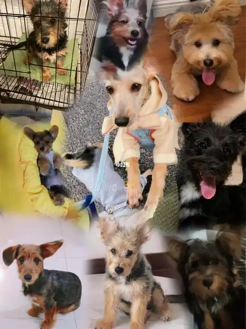 上海柯基泰迪串串领养大结局