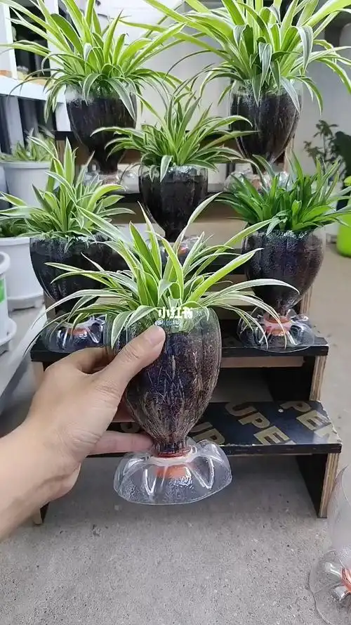 "自制花盆 "变废为宝 "创意手工