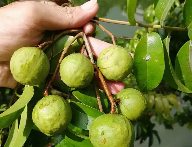 酸角是福建,广东,广西,四川,云南,海南,台湾等地的特产.