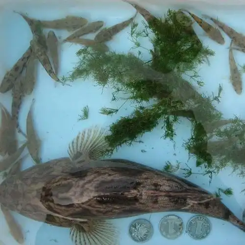 这是什么鱼岷江河里面的