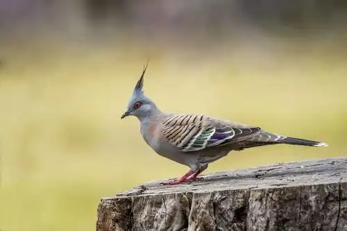 6. 凤头鸽   crested pigeon