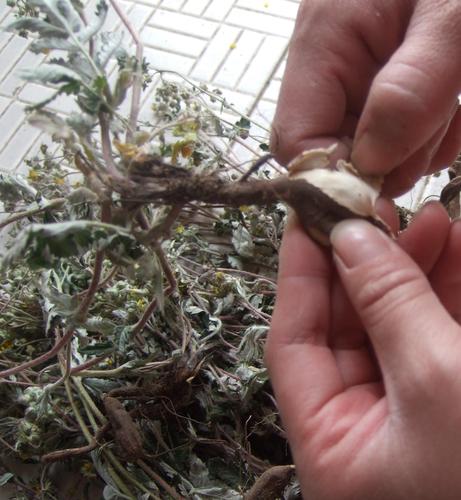 野生干品翻白草中药材全草带根正品500克包邮