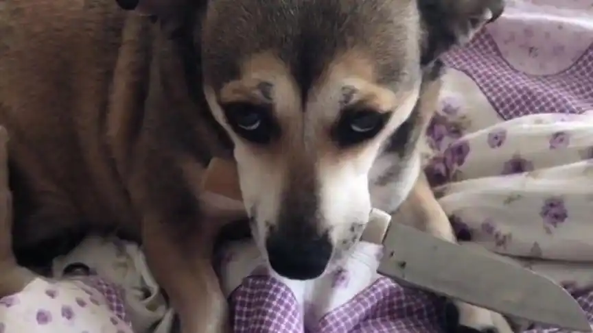 主人不让丫宝睡懒觉,还拿收狗的吓唬它,丫宝竟叼来一把刀继续睡