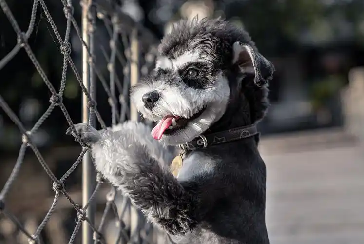 雪纳瑞"小老头"