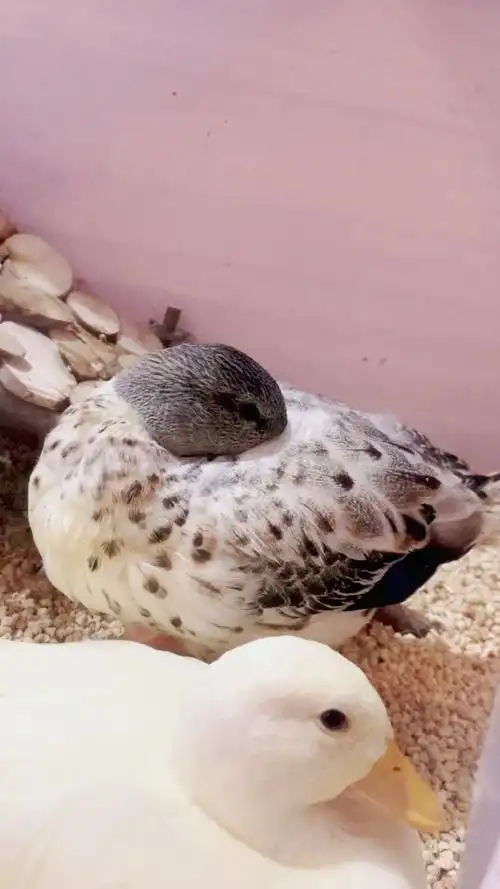 异色赛级柯尔鸭