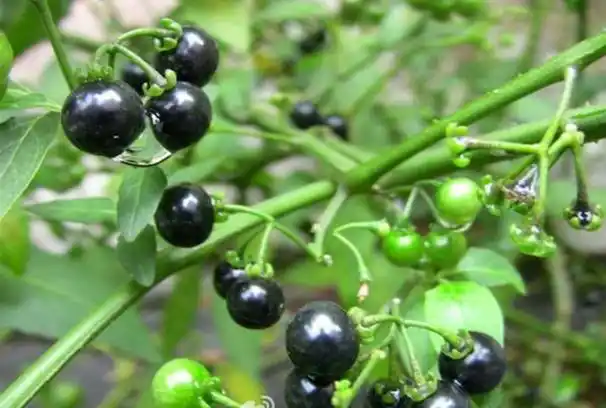 80后的思念,我们叫它"野茄子"小时候常常把它当生果吃!