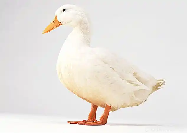 鸭子图片_图片大全