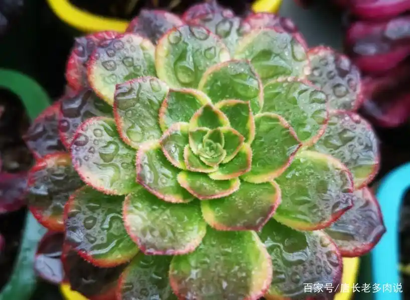 多肉万圣节法师养烦了?养万圣节黄锦,养护难度不高,颜值却更高